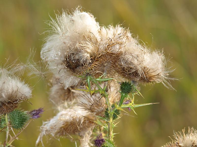 Copy of P9114396.JPG